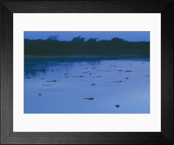 Framed Print : Spectacled Caiman - In water at night, with eyes shining. Llanos, Venezuela, South America Framed Print : Spectacled Caiman - In water at night, with eyes shining. Llanos, Venezuela, South America