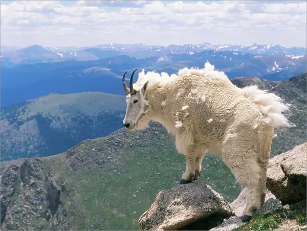 Mountain Goat Rock Mountains, North America