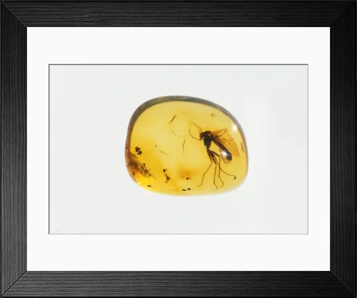 Framed Print : Amber Insect trapped inside, Baltic Region, 45 million years old Framed Print : Amber Insect trapped inside, Baltic Region, 45 million years old