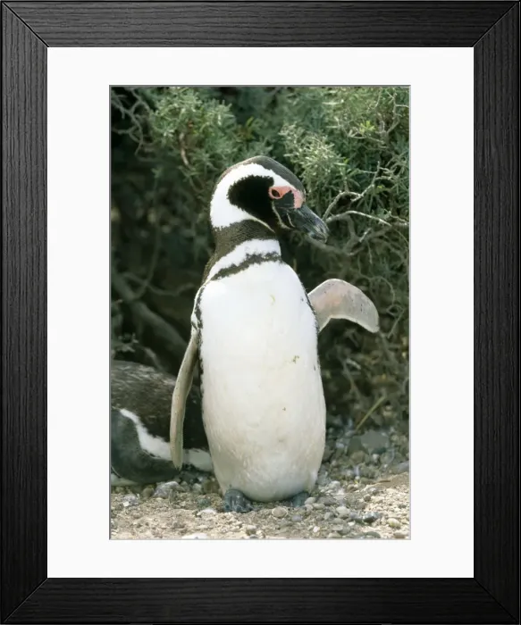 Framed Print : Magellanic Penguin - Punta Tombo, Argentina Framed Print : Magellanic Penguin - Punta Tombo, Argentina