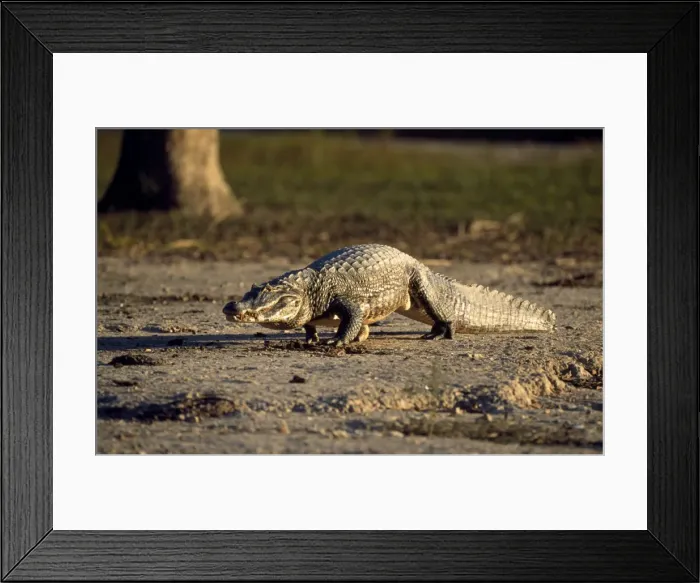 Framed Print : Jacare Caiman Central / Southern Brazil Framed Print : Jacare Caiman Central / Southern Brazil