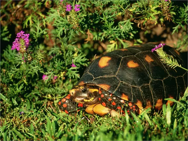 Red-footed Tortoise Pantanal, Brazil