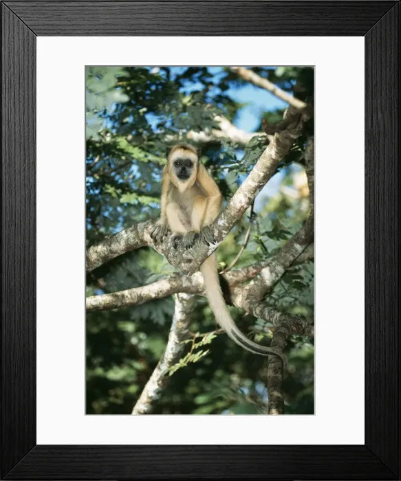 Framed Print : Black Howler Monkey Female. N. Argentina to S. Brazil Framed Print : Black Howler Monkey Female. N. Argentina to S. Brazil