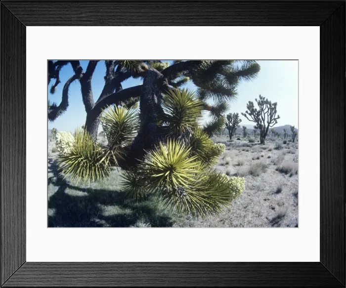 Framed Print : Joshua Tree Mojave desert, California USA Framed Print : Joshua Tree Mojave desert, California USA