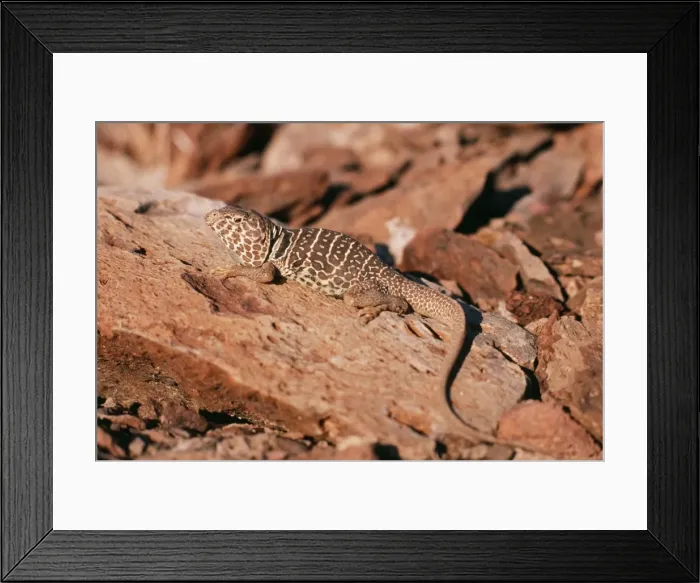 Framed Print : Collared Lizard Northern Mexico Framed Print : Collared Lizard Northern Mexico