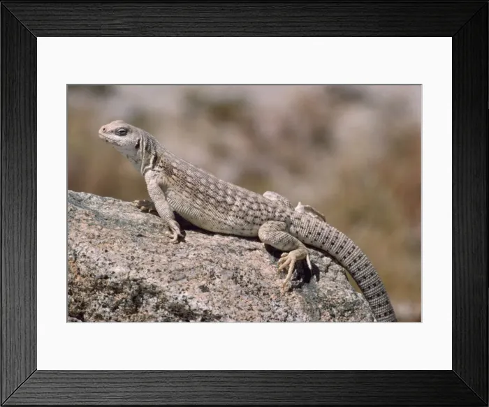 Framed Print : Desert Iguana South West USA