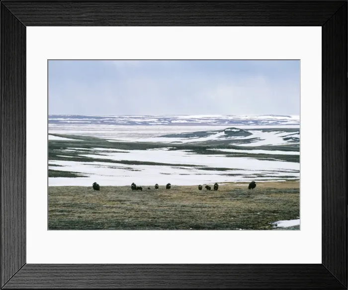 Framed Print : Muskox Herd grazing Framed Print : Muskox Herd grazing