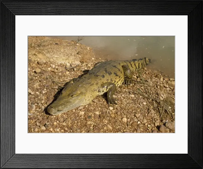 Framed Print : Morelet's Crocodile Belize Framed Print : Morelet's Crocodile Belize
