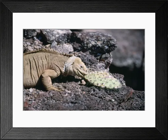 Framed Print : Land Iguana Galapagos Santa Fe Framed Print : Land Iguana Galapagos Santa Fe