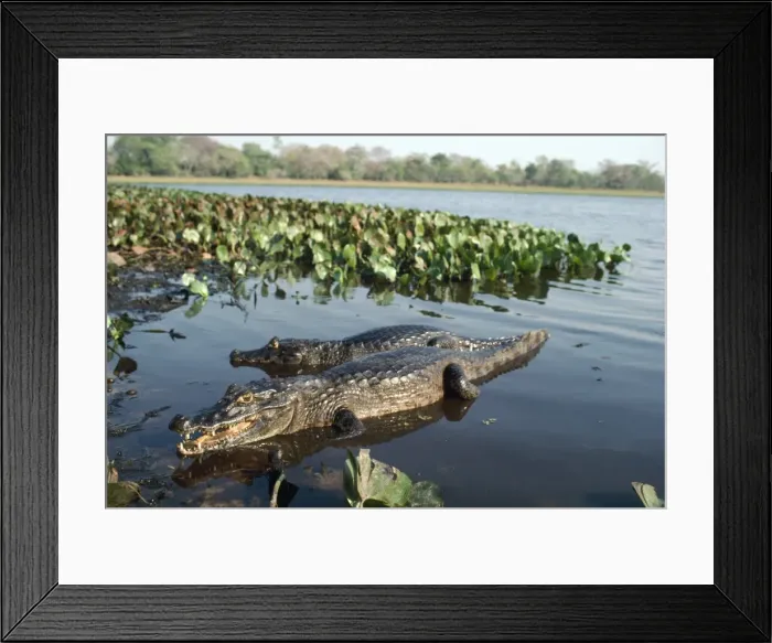Framed Print : Yacare Caiman South America Framed Print : Yacare Caiman South America