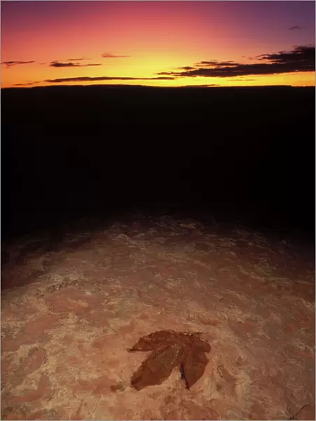 Dinosaurs: footprint of a Theropod dinosaur (meat eater dinosaur). Lower Jurassic, Kayenta Formation. Near Tuba City, Arizona, USA BQ595