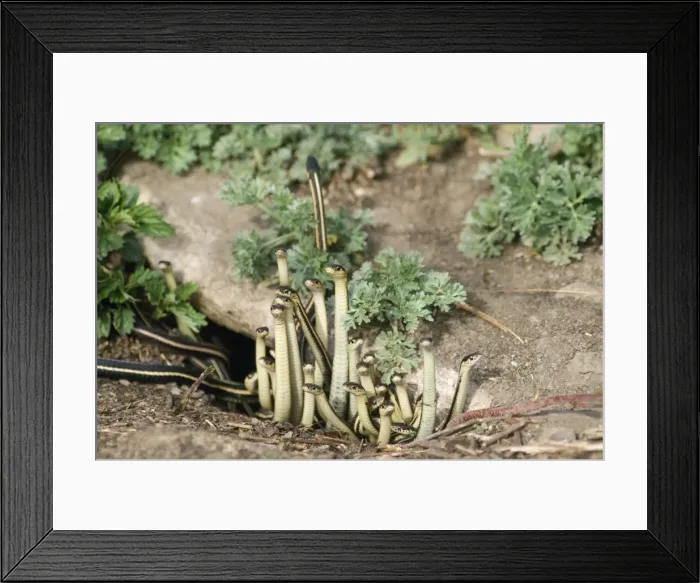Framed Print : Red-sided Garter Snake - emerging from hibernation Framed Print : Red-sided Garter Snake - emerging from hibernation