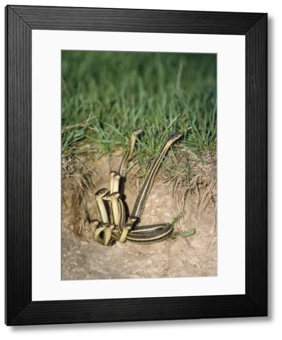 Framed Print : Red-sided Garter Snake - emerging from den Framed Print : Red-sided Garter Snake - emerging from den