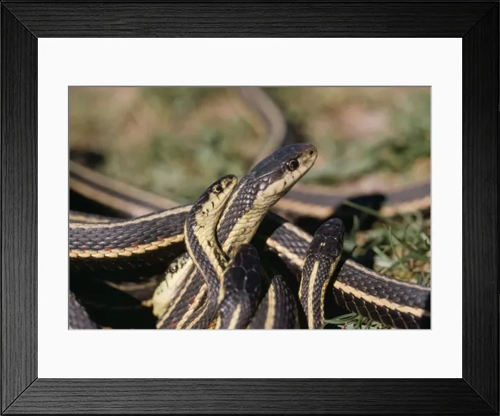 Framed Print : Red-sided Garter Snake - males (small) courting female (large) Framed Print : Red-sided Garter Snake - males (small) courting female (large)