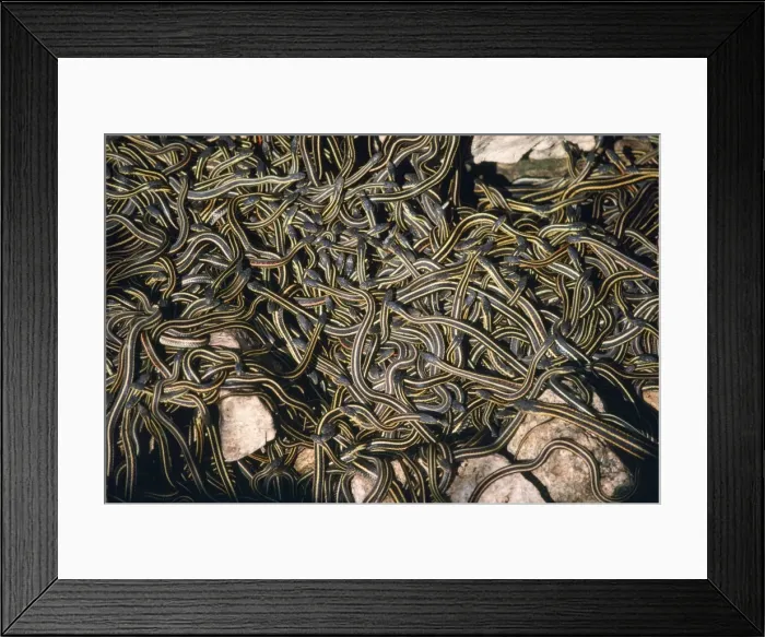 Framed Print : Red-sided Garter Snake - in large den Framed Print : Red-sided Garter Snake - in large den