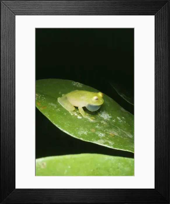 Framed Print : Treefrog - Frogs from this family are also known as Glassfrogs Panama Framed Print : Treefrog - Frogs from this family are also known as Glassfrogs Panama