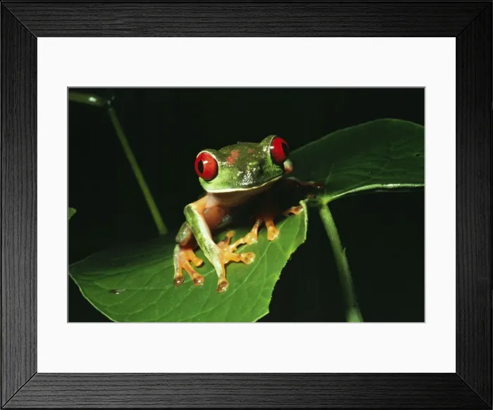Framed Print : Red-eyed Treefrog - On leaf. Panama, Central America Framed Print : Red-eyed Treefrog - On leaf. Panama, Central America