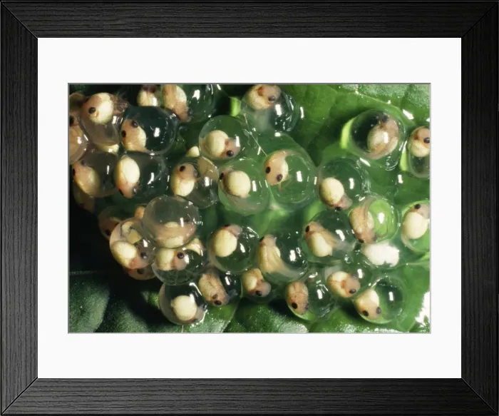 Framed Print : Frogspawn Red-eyed Tree Frog Eggs, day 9. Panama Framed Print : Frogspawn Red-eyed Tree Frog Eggs, day 9. Panama