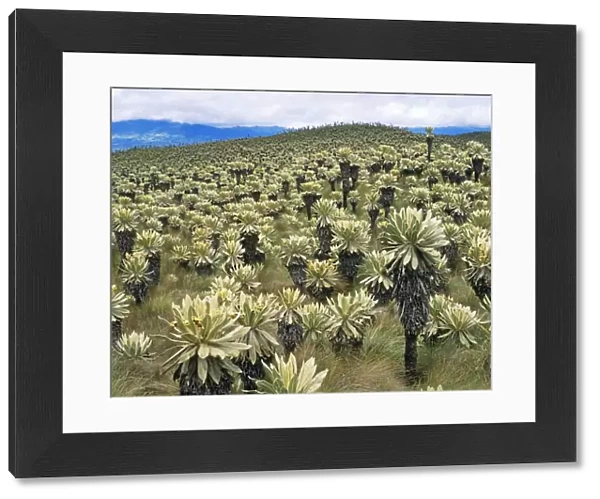Espeletias - Plants of the Andes. Parmo El Angel, alt 3500m. Ecuador