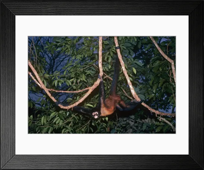 Framed Print : Spider Monkey Panama Framed Print : Spider Monkey Panama