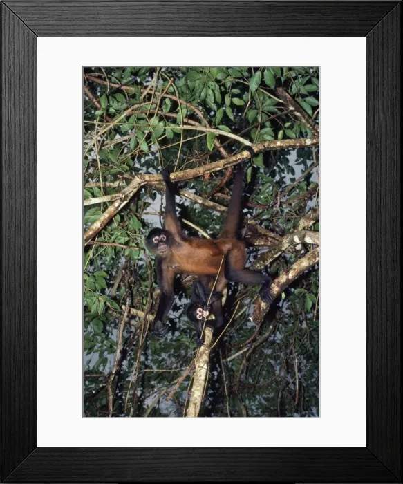 Framed Print : Spider Monkey - Adult and infant hanging from branches Mexico, Panama Framed Print : Spider Monkey - Adult and infant hanging from branches Mexico, Panama