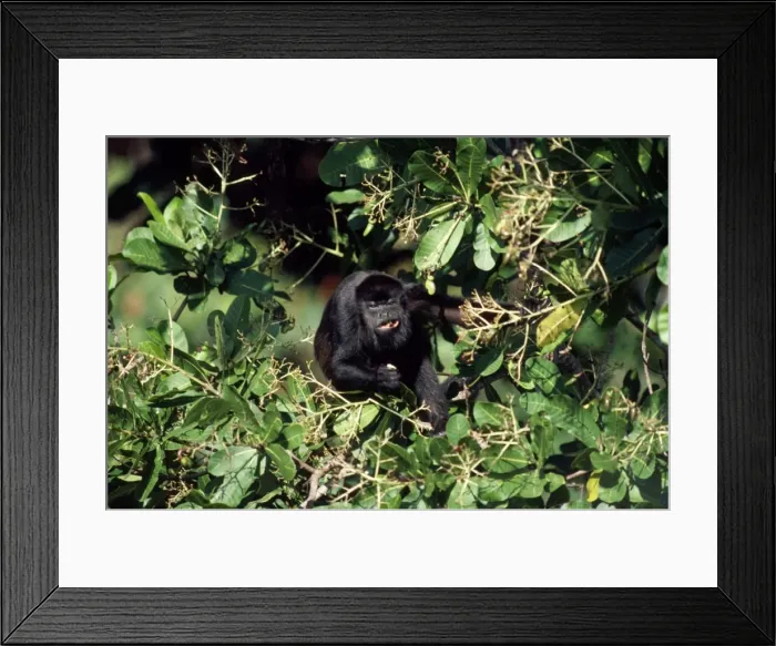 Framed Print : Mantled Howler Monkey Panama Framed Print : Mantled Howler Monkey Panama