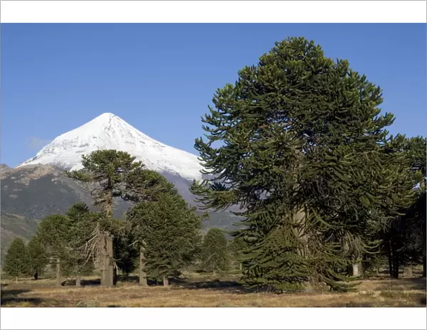 Argentina - Lanin Volcano (3, 776 m) and Araucaria  /  Monkey Puzzle Tree  /  Chile Pine Forest Lanin National Park, Neuquen Province