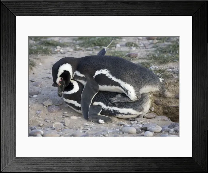 Framed Print : Magellanic Penguin - mating Cabo dos Bahias Provincial Reserve, Chubut Province, Patagonia, Argentina