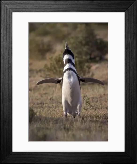 Framed Print : Magellanic Penguin - Estatic display near nest Cabo dos Bahias Provincial Reserve, Chubut Province, Patagonia, Argentina Framed Print : Magellanic Penguin - Estatic display near nest Cabo dos Bahias Provincial Reserve, Chubut Province, Patagonia, Argentina