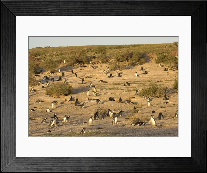 Framed Print : Magellanic Penguin colony Cabo dos Bahias Provincial Reserve, Chubut Province, Patagonia, Argentina Framed Print : Magellanic Penguin colony Cabo dos Bahias Provincial Reserve, Chubut Province, Patagonia, Argentina