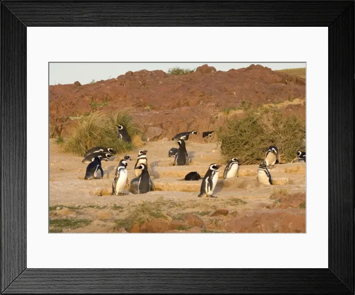 Framed Print : Magellanic Penguin colony Cabo dos Bahias Provincial Reserve, Chubut Province, Patagonia, Argentina Framed Print : Magellanic Penguin colony Cabo dos Bahias Provincial Reserve, Chubut Province, Patagonia, Argentina