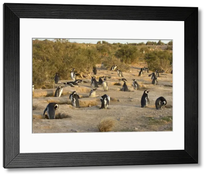 Framed Print : Magellanic Penguin colony Cabo dos Bahias Provincial Reserve, Chubut Province, Patagonia, Argentina Framed Print : Magellanic Penguin colony Cabo dos Bahias Provincial Reserve, Chubut Province, Patagonia, Argentina