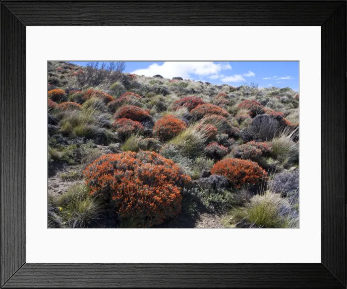 Framed Print : Red Gorse - (Spanish name: Mata fuego or Bola de fuego) Fam. Leguminosae Range: plateaux and mesetas of central and southern Patagonia in Argentina, South America Photographed at end of October Framed Print : Red Gorse - (Spanish name: Mata fuego or Bola de fuego) Fam. Leguminosae Range: plateaux and mesetas of central and southern Patagonia in Argentina, South America Photographed at end of October