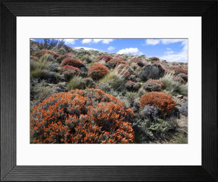 Framed Print : Red Gorse - (Spanish name: Mata fuego or Bola de fuego) Fam. Leguminosae Range: plateaux and mesetas of central and southern Patagonia in Argentina, South America Photographed at end of October Framed Print : Red Gorse - (Spanish name: Mata fuego or Bola de fuego) Fam. Leguminosae Range: plateaux and mesetas of central and southern Patagonia in Argentina, South America Photographed at end of October