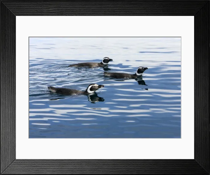 Framed Print : Magellanic Penguin - at the surface, while feeding away from their nesting colony. Coast of Patagonia, Province Chubut, Argentina Framed Print : Magellanic Penguin - at the surface, while feeding away from their nesting colony. Coast of Patagonia, Province Chubut, Argentina