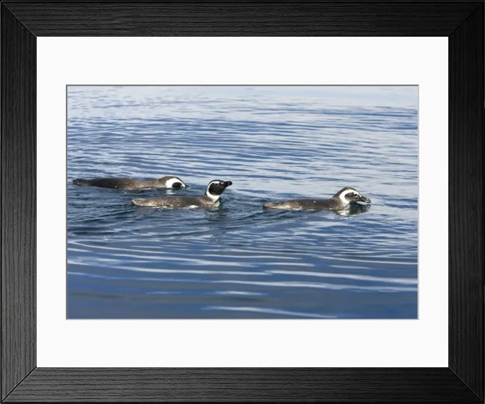 Framed Print : Magellanic Penguin - at the surface, while feeding away from their nesting colony. Coast of Patagonia, Province Chubut, Argentina Framed Print : Magellanic Penguin - at the surface, while feeding away from their nesting colony. Coast of Patagonia, Province Chubut, Argentina