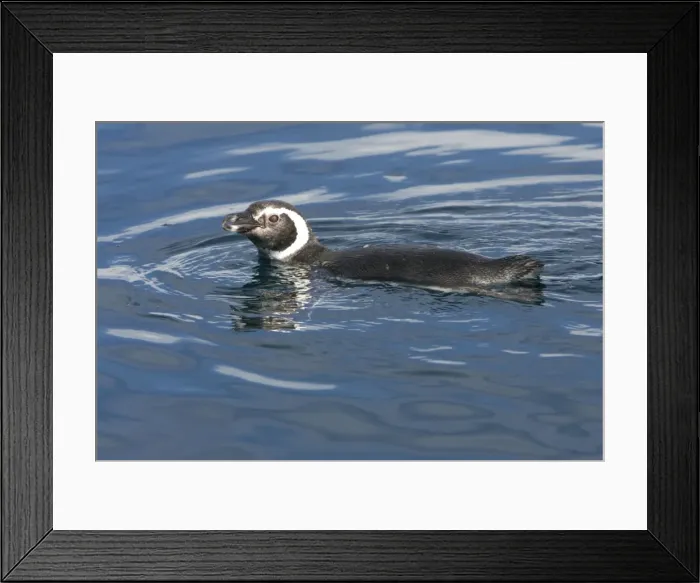 Framed Print : Magellanic Penguin - at the surface, while feeding away from their nesting colony. Coast of Patagonia, Province Chubut, Argentina Framed Print : Magellanic Penguin - at the surface, while feeding away from their nesting colony. Coast of Patagonia, Province Chubut, Argentina