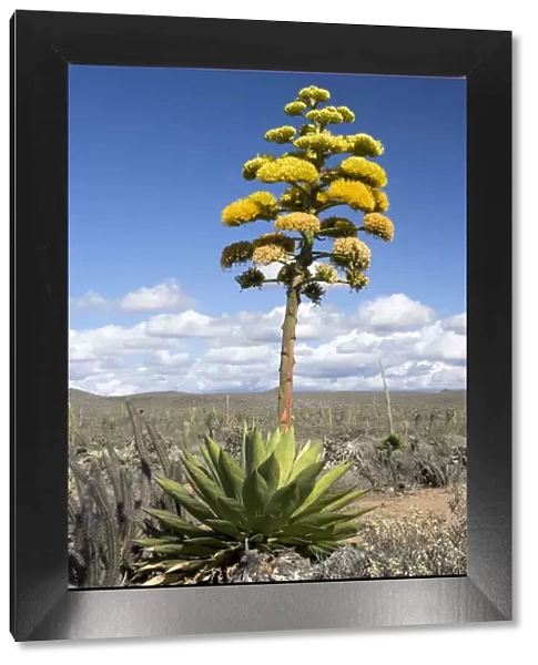 Coastal Agave - Photographed in the Central Desert of Baja California, Mexico