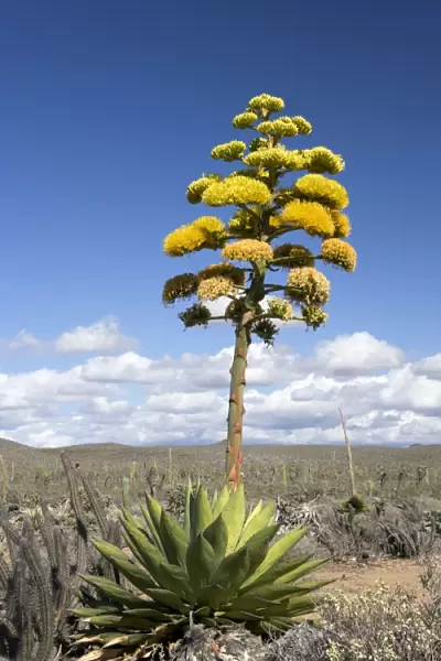 Coastal Agave - Photographed in the Central Desert of Baja California, Mexico