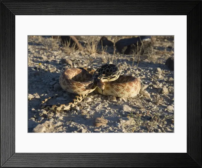 Framed Print : Baja California Gopher snake (Fam. Colubridae) - Photographed in Baja California South, Mexico Framed Print : Baja California Gopher snake (Fam. Colubridae) - Photographed in Baja California South, Mexico
