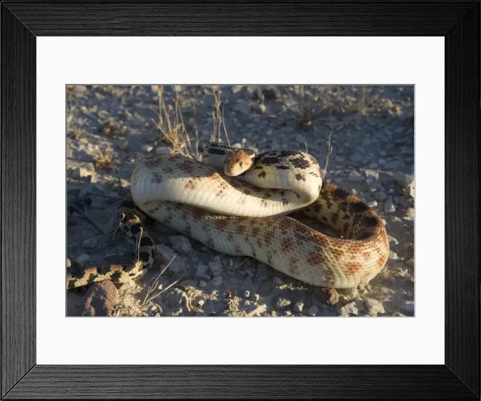 Framed Print : Baja California Gopher snake (Fam. Colubridae) - Photographed in Baja California South, Mexico Framed Print : Baja California Gopher snake (Fam. Colubridae) - Photographed in Baja California South, Mexico