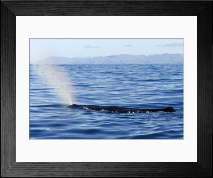 Framed Print : Sperm whale. Off Kaikoura - South Island - New Zealand Framed Print : Sperm whale. Off Kaikoura - South Island - New Zealand