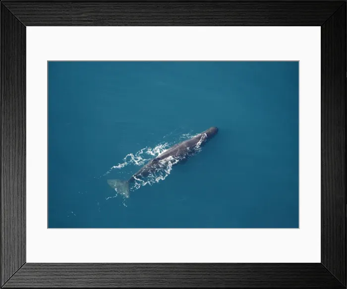 Framed Print : Sperm whale - aerial view of an adult male. Off Kaikoura - South Island - New Zealand Framed Print : Sperm whale - aerial view of an adult male. Off Kaikoura - South Island - New Zealand
