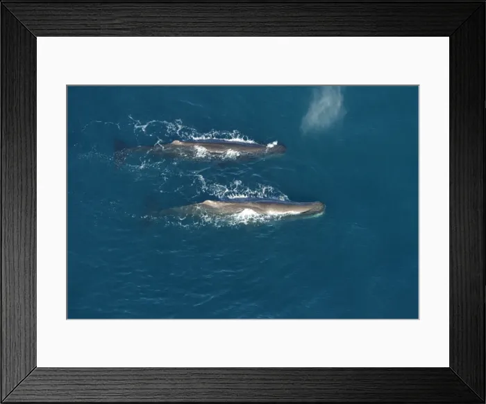 Framed Print : Sperm whale - aerial view of two adult males. Off Kaikoura - South Island - New Zealand Framed Print : Sperm whale - aerial view of two adult males. Off Kaikoura - South Island - New Zealand