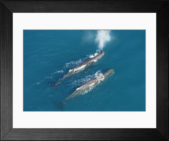 Framed Print : Sperm whale - aerial view of two adult males. Off Kaikoura - South Island - New Zealand Framed Print : Sperm whale - aerial view of two adult males. Off Kaikoura - South Island - New Zealand
