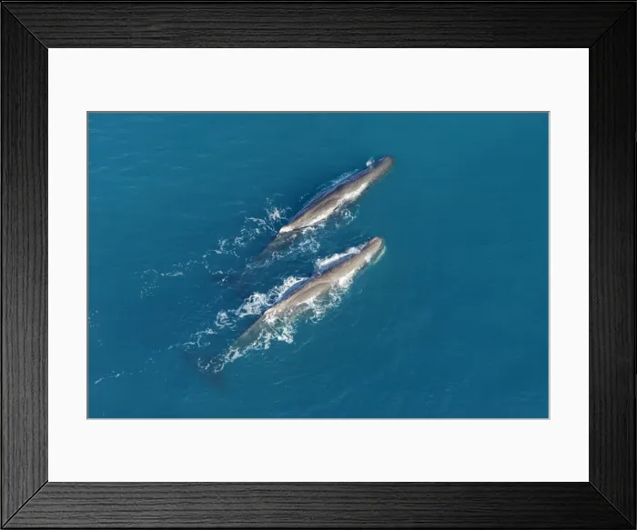 Framed Print : Sperm whale - aerial view of two adult males. Off Kaikoura - South Island - New Zealand Framed Print : Sperm whale - aerial view of two adult males. Off Kaikoura - South Island - New Zealand