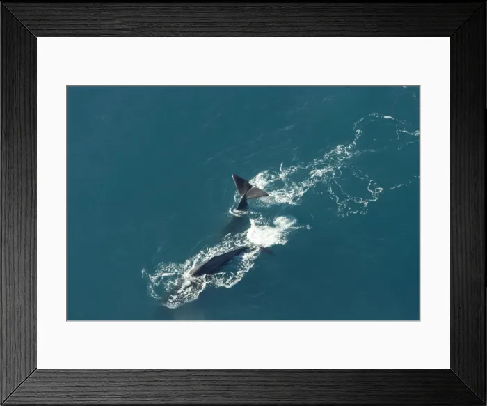 Framed Print : Sperm whale - aerial view of two adult males diving. Off Kaikoura - South Island - New Zealand Framed Print : Sperm whale - aerial view of two adult males diving. Off Kaikoura - South Island - New Zealand