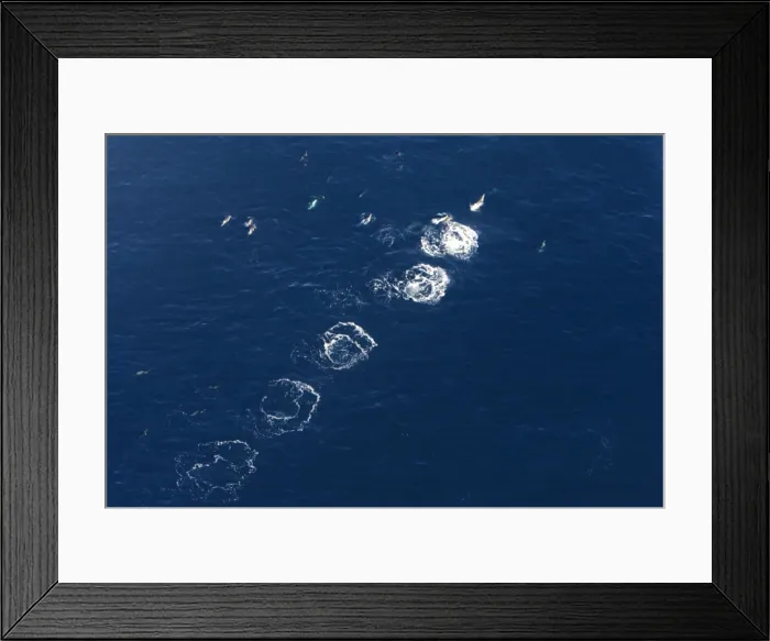 Framed Print : Aerial view of a pod of Dusky dolphins - one dolphin has made a series of leaps; the resulting splashes remain visible at the surface for a few moments. Near Kaikoura, New Zealand Framed Print : Aerial view of a pod of Dusky dolphins - one dolphin has made a series of leaps; the resulting splashes remain visible at the surface for a few moments. Near Kaikoura, New Zealand