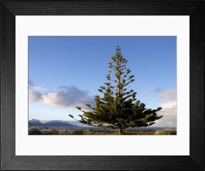 Framed Print : Norfolk Island Pine. Photographed on the Kaikoura Peninsula, New Zealand Framed Print : Norfolk Island Pine. Photographed on the Kaikoura Peninsula, New Zealand