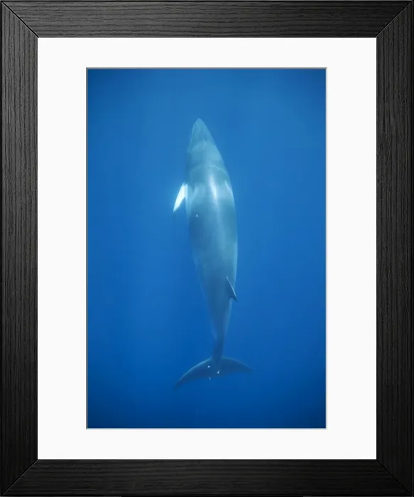 Framed Print : Minke whale: Dwarf Minke subspecies. Photographed along the Great Barrier Reef - Australia Framed Print : Minke whale: Dwarf Minke subspecies. Photographed along the Great Barrier Reef - Australia